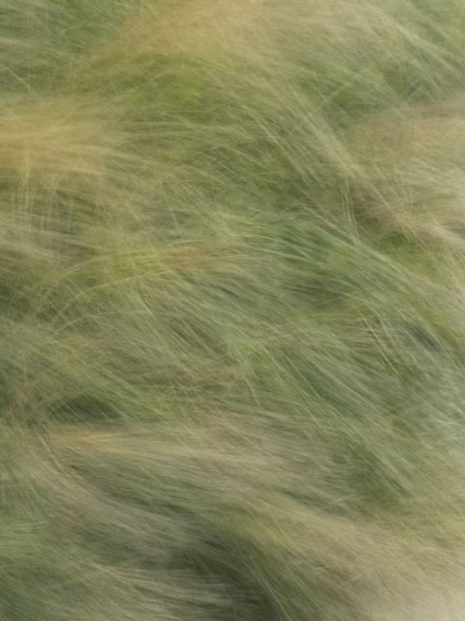 Long grass moving in the wind